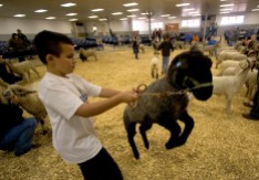 ###Ocala Star-Banner - Mock lamb auction at Southeastern Livestock Pavilion, Ocala, FL - contact photographer at 352-598-7976### Leaping Lambs - Erick Gonzalez(cq) age 10, of Citra, tries to control is Spring born lamb, an ewe named Manessa(cq) during a mock lamb acuction at Southeastern Livestock Pavilion, Saturday morning, January 14, 2006, Ocala, FL. ( Jannet Walsh/Star-Banner)2006