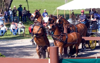 ###Ocala Star-Banner, The LIve Oak International Driving Event at Live Oak Plantation, Ocala, FL - Contact photographer at 352-598-7976### James Fairclough(cq), of Ocala, has trouble with his horses as they wrapped around a post and jumped at Millers'(cq) Crossing, during the Four In Hand competition at The LIve Oak International Driving Event at Live Oak Plantation, Ocala Saturday afternoon, March 19, 2006, Ocala, FL. ( Jannet Walsh/Star-Banner)2006