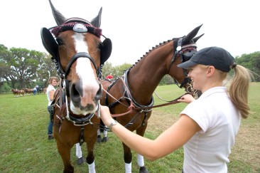 ###Ocala Star-Banner, The Live Oak International Driving Event at Live Oak Plantation, Ocala, FL - Contact photographer at 352-598-7976### Emma Larsson(cq) right, a groom from Sweden, helps control the horses for Chester Weber(cq), of Ocala. The four horses, two grooms and Weber(cq) were making last moment preparations before entering the show ring for ithe Cone Event for Four In Hand Competition at The Live Oak International Driving Event at Live Oak Plantation. Weber's team of horses for the event consisted of a team of two Dutch Warmbloods, one Polish Warmblood and one Danish Warmblood horses, according to Taren Lester(cq) of England, a head groom riding in the rear of the carriage, Sunday afternoon, March 19, 2006, Ocala, FL. ( Jannet Walsh/Star-Banner)2006