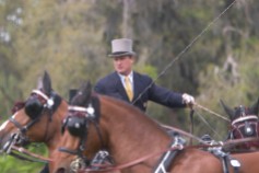###Ocala Star-Banner, The Live Oak International Driving Event at Live Oak Plantation, Ocala, FL - Contact photographer at 352-598-7976### Chester Weber(cq), of Ocala, competes in the show ring with four horses and two grooms in the Cone Event for Four In Hand Competition at The Live Oak International Driving Event at Live Oak Plantation. Weber's team of horses for the event consisted of a team of two Dutch Warmbloods, one Polish Warmblood and one Danish Warmblood horses, according to Taren Lester(cq) of England, a head groom riding in the rear of the carriage, Sunday afternoon, March 19, 2006, Ocala, FL. ( Jannet Walsh/Star-Banner)2006