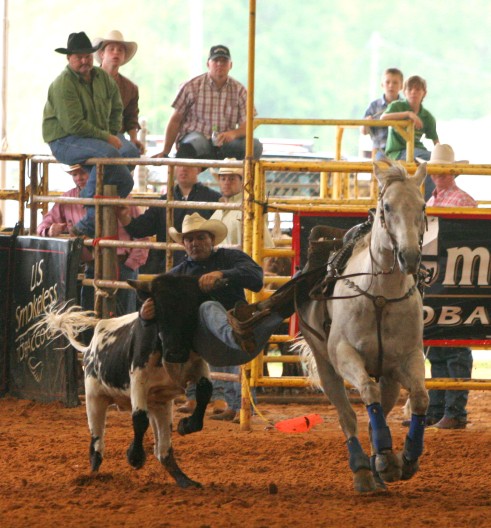 ###Southeastern Pro Rodeo at Southeastern Livestock Pavilion###John Jerdee, of Masaryktown, wrestles a steer in the Steer Wrestling, part of the slack events, the extra events not seen when the audience is present due to the great participant interest and lack of time available. The slack riders compete for prize money the same as other riders. The Southeastern Pro Rodeo is Friday and Saturday, with about 300 competitors and about the same number of horse that will participate, according to Ruben Lamb, the event coordinator, the Friday morning March 25, 2005, Ocala, FL, USA. (Jannet Walsh/Star-Banner)2005