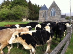 Glenflesk Parish Church cows, Ireland. Photo by Jannet Walsh. ©2018 Jannet Walsh. All Rights Reserved.