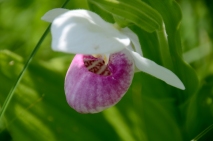 Showy Lady's Slipper, Minnesota State Flower. Photo by Jannet Walsh. ©2018 Jannet Walsh. All Rights Reserved.