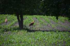 Sandhill Cranes grazing in farm field. Photo by Jannet Walsh. ©2018 Jannet Walsh. All Rights Reserved.